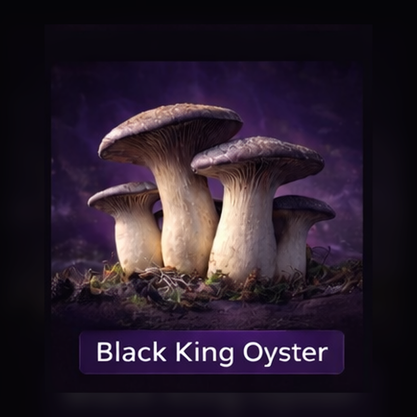 Black King Oyster Liquid Culture Syringe