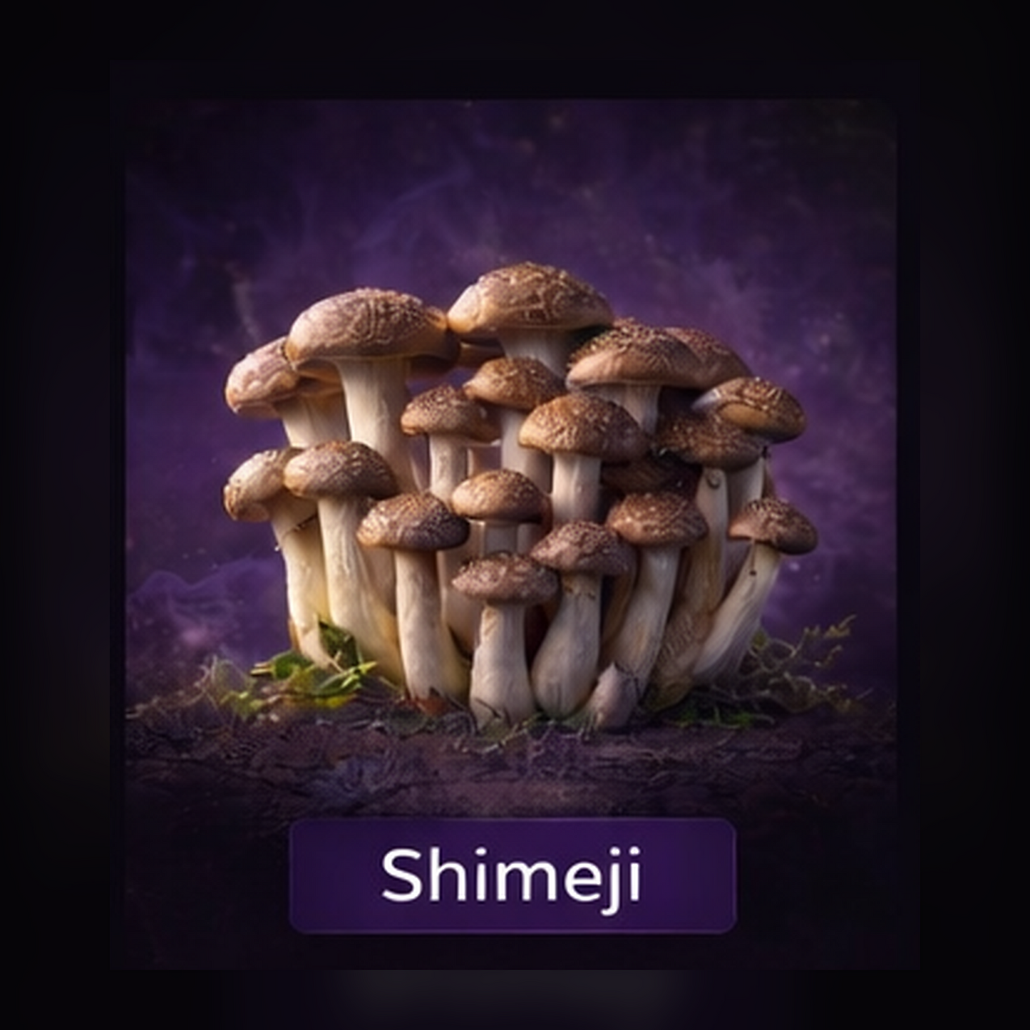 Shimeji Liquid Culture Syringe