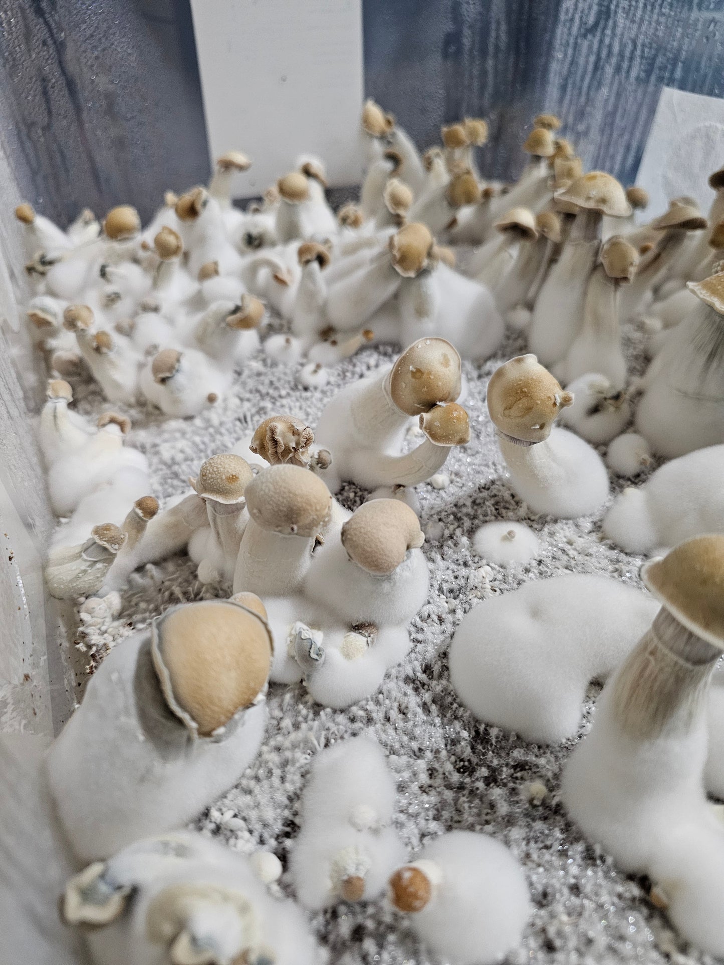 Hillbilly Isolated Spore Syringe